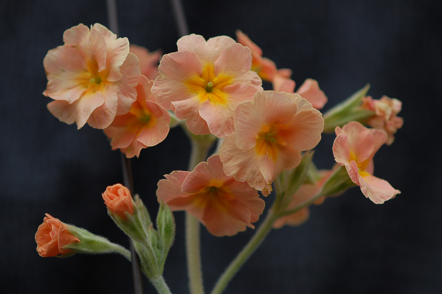 p_DesertSunset image 6