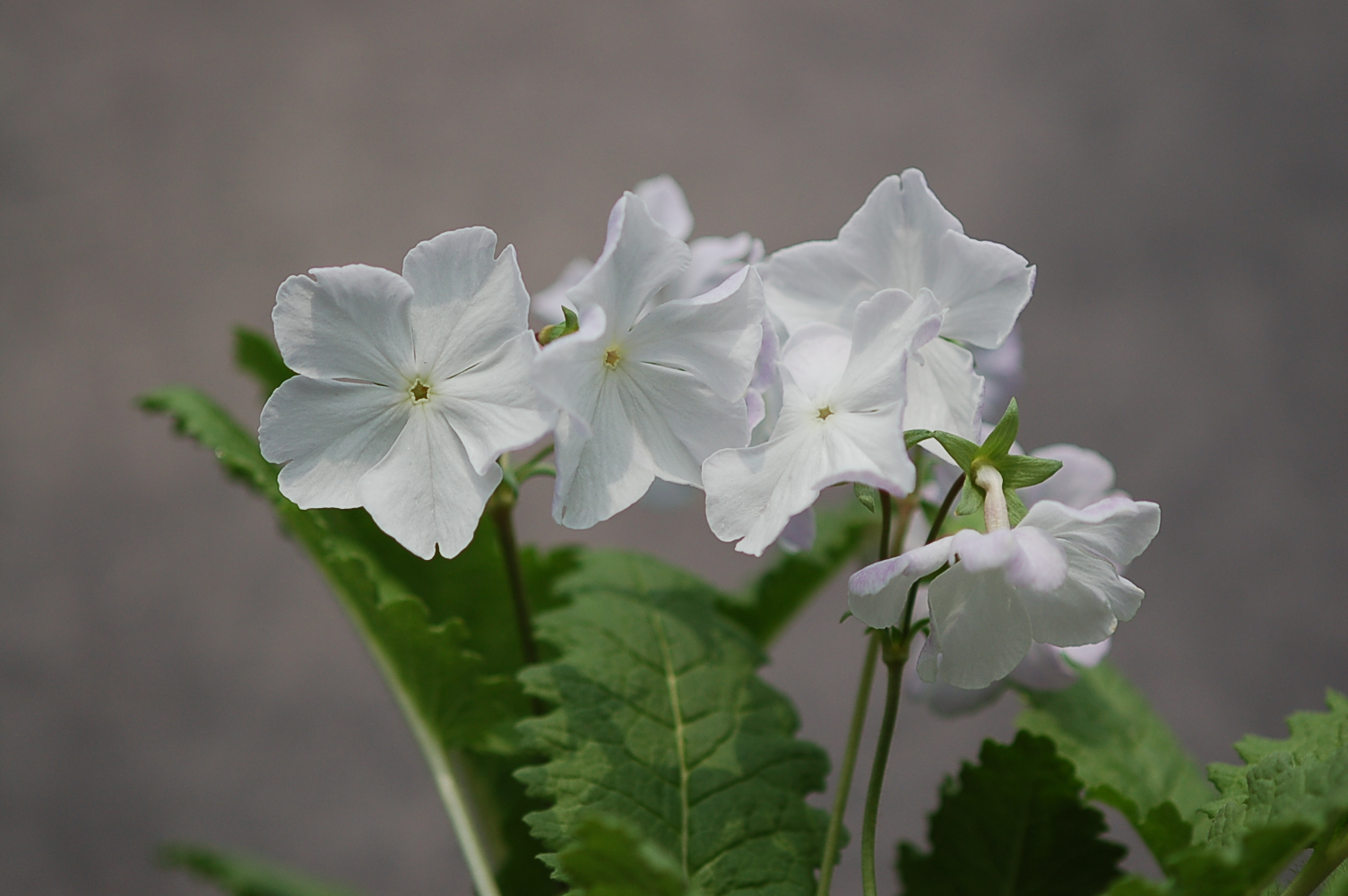 p_s_Fuji-no-Sato image 4