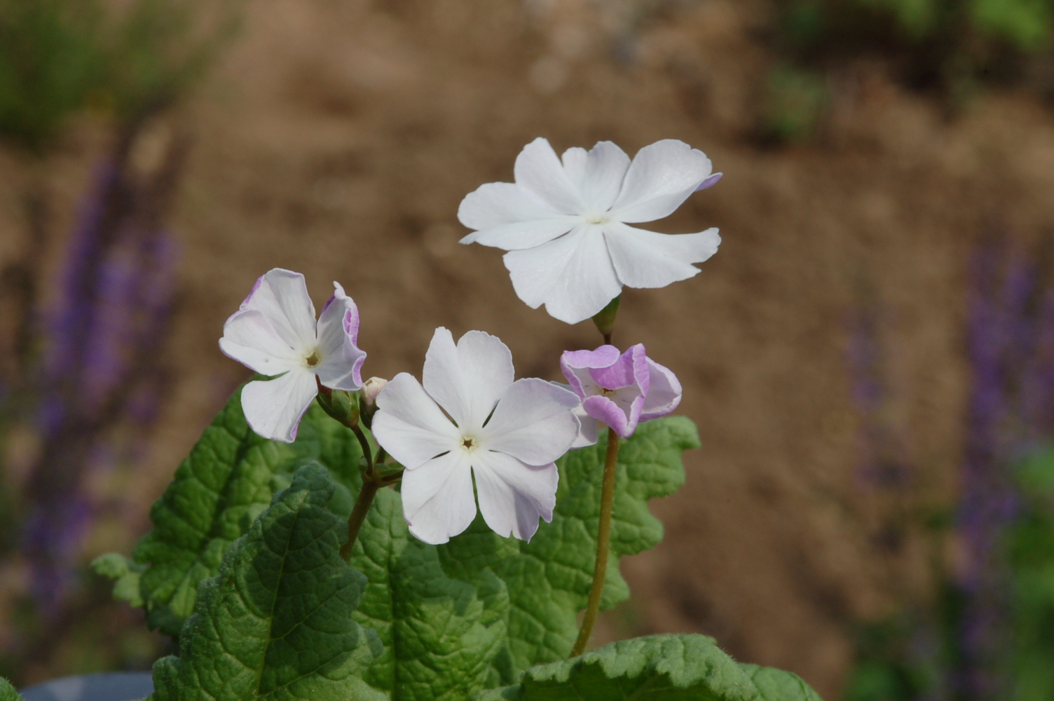 Primula sieboldii 'Fuji-no-Sato' image