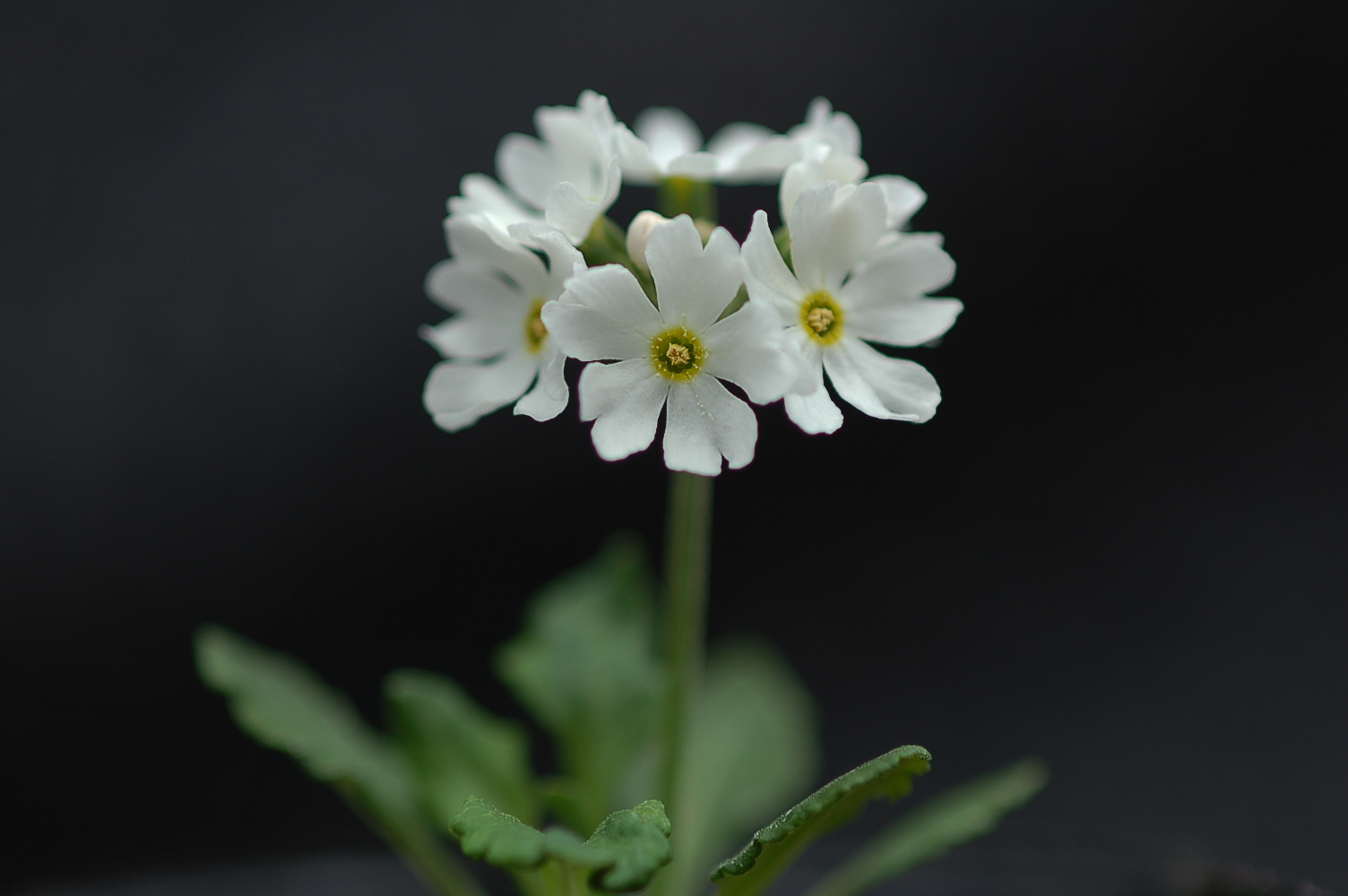 primula modesta var. fauriae image