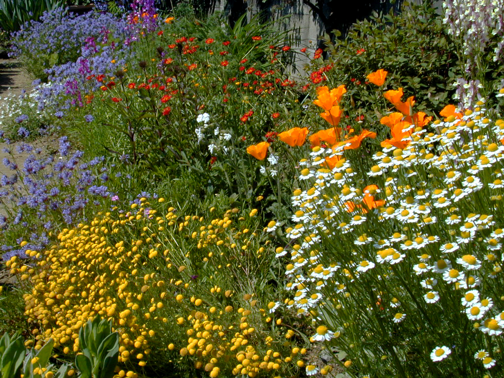 種から育てた花たち
