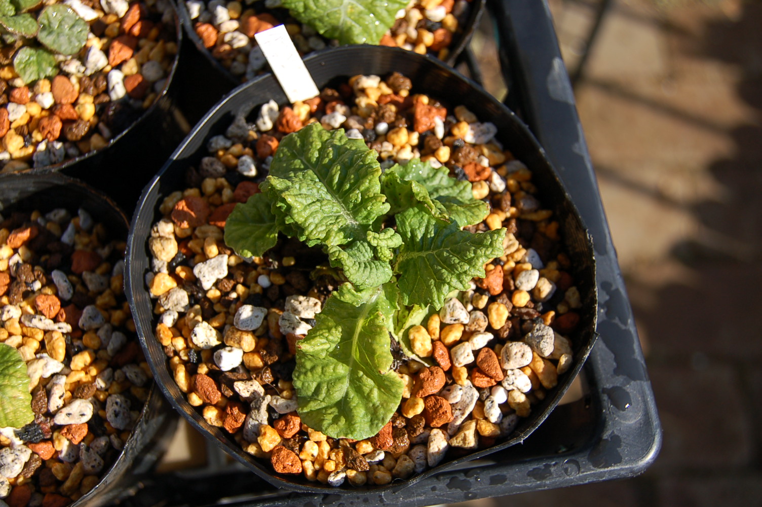 p_Chartreuse image 1