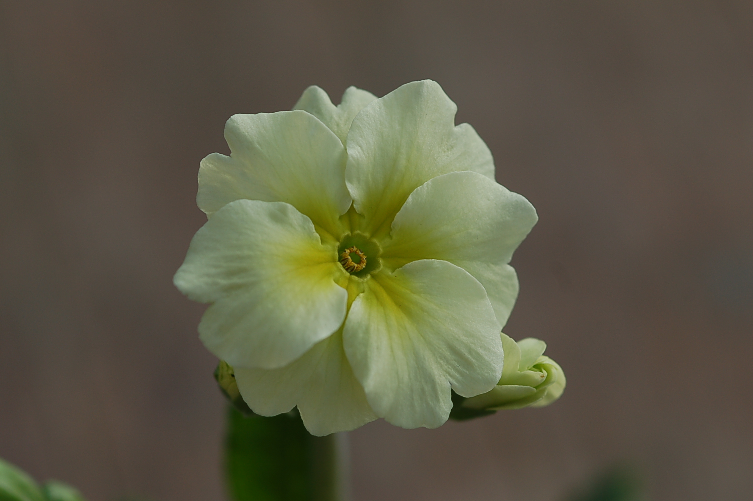 p_Chartreuse image 2