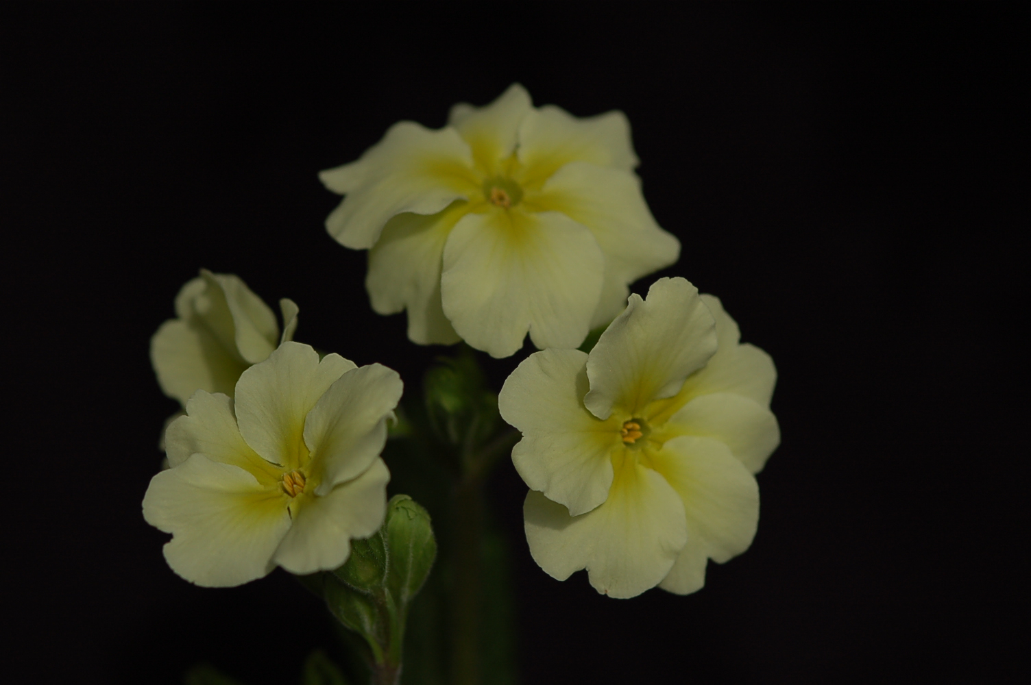 Primula 'Chartreuse' image