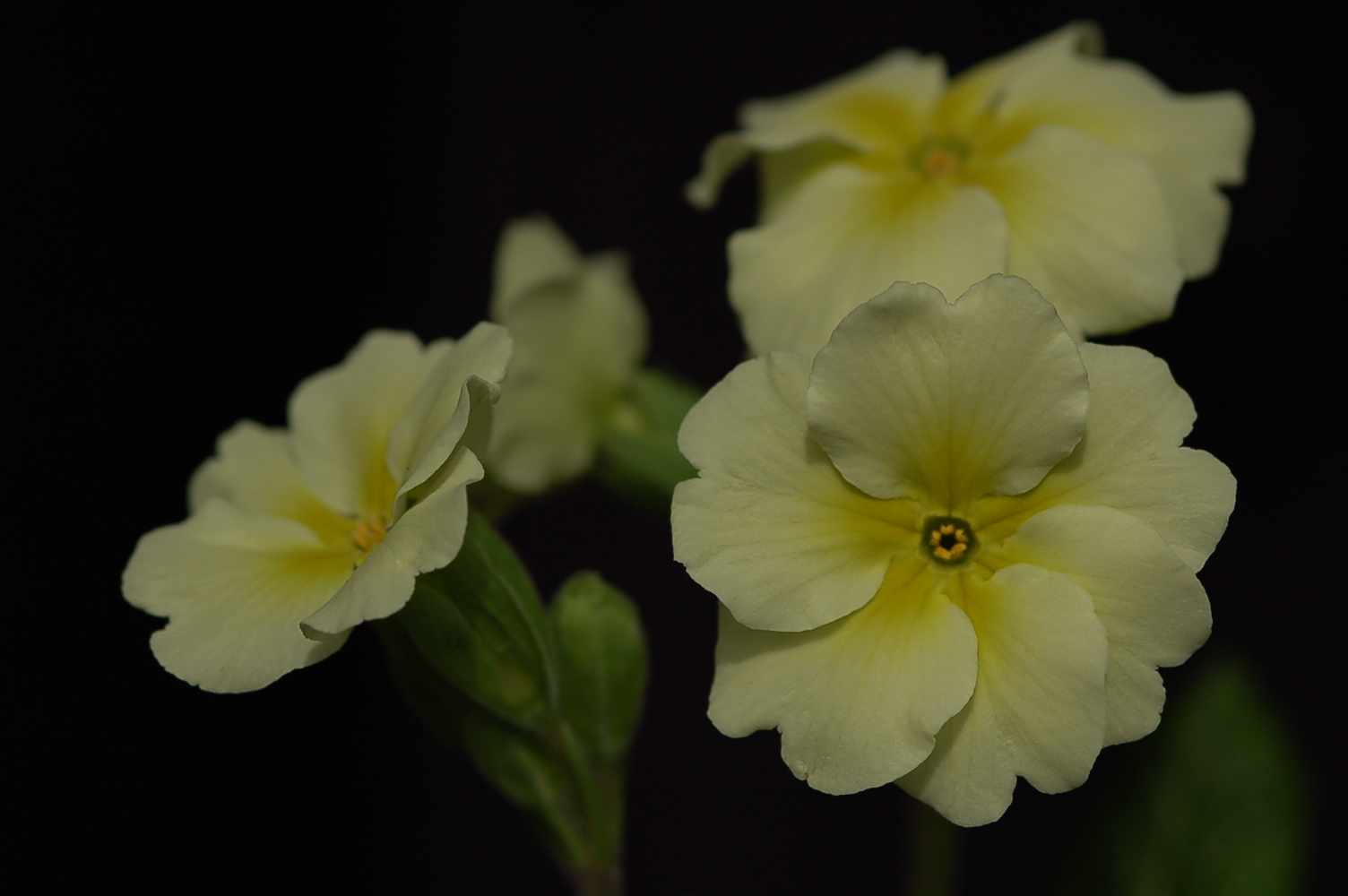 p_Chartreuse image 4