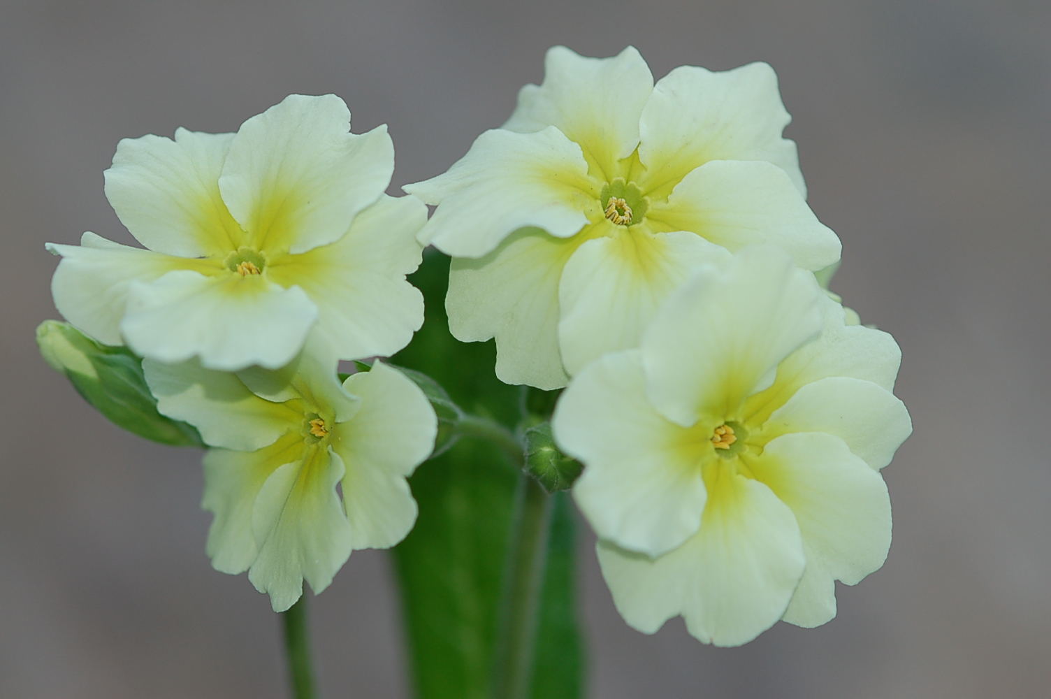 p_Chartreuse image 5