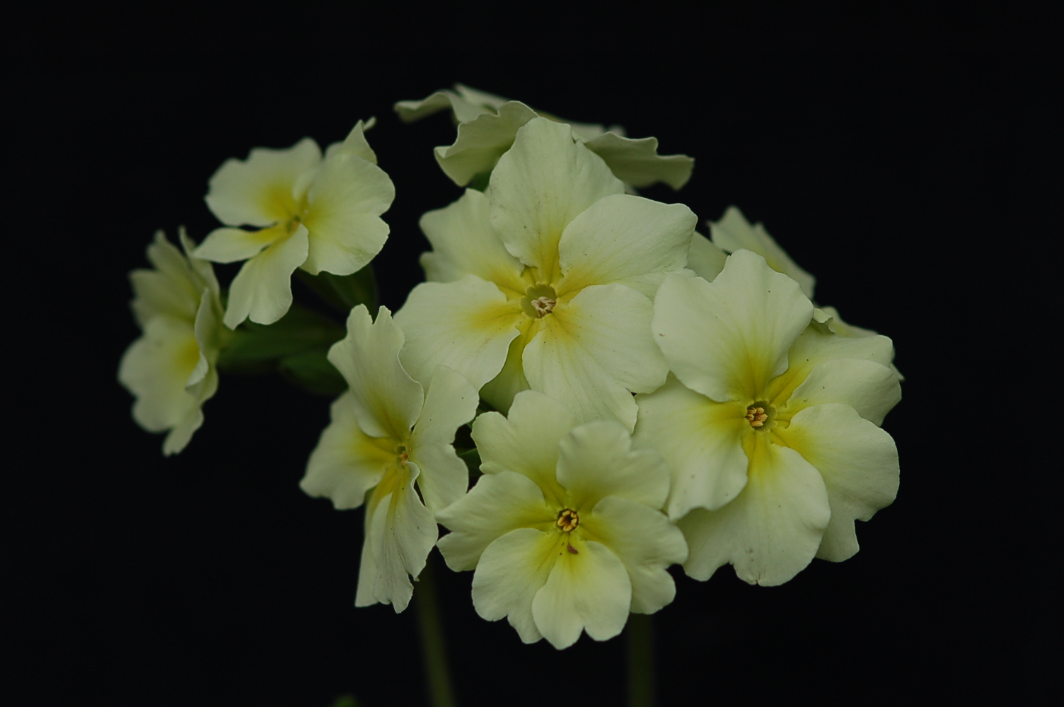 p_Chartreuse image 6