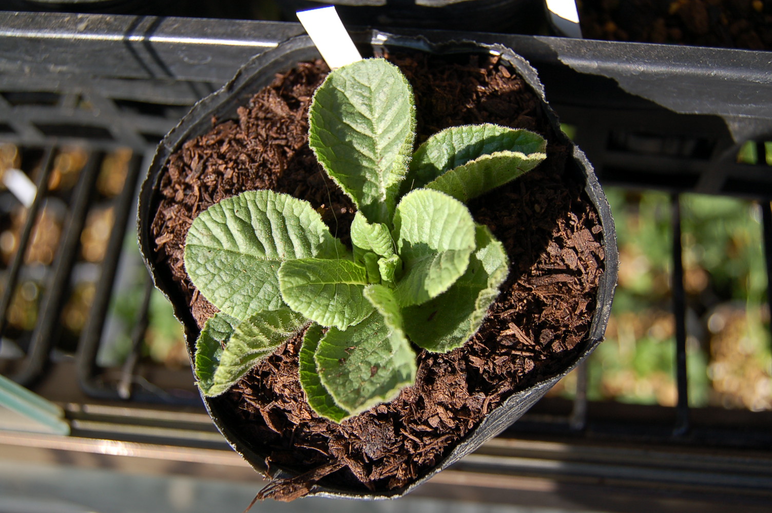 p_GildedGinger image 1