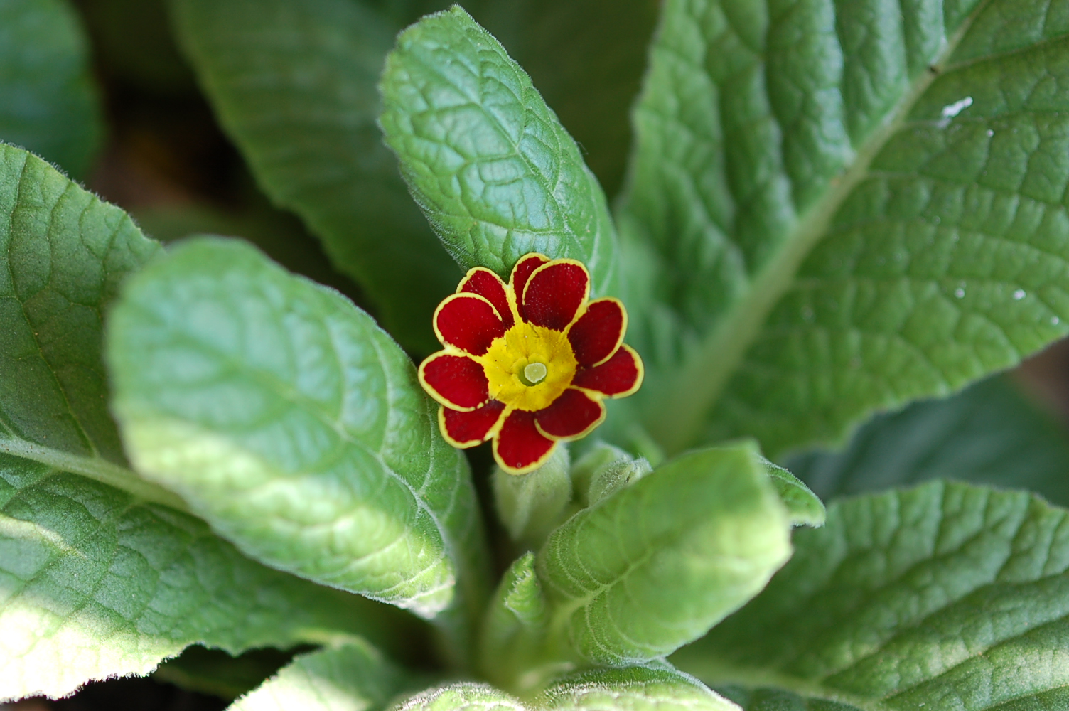 p_GildedGinger image 2