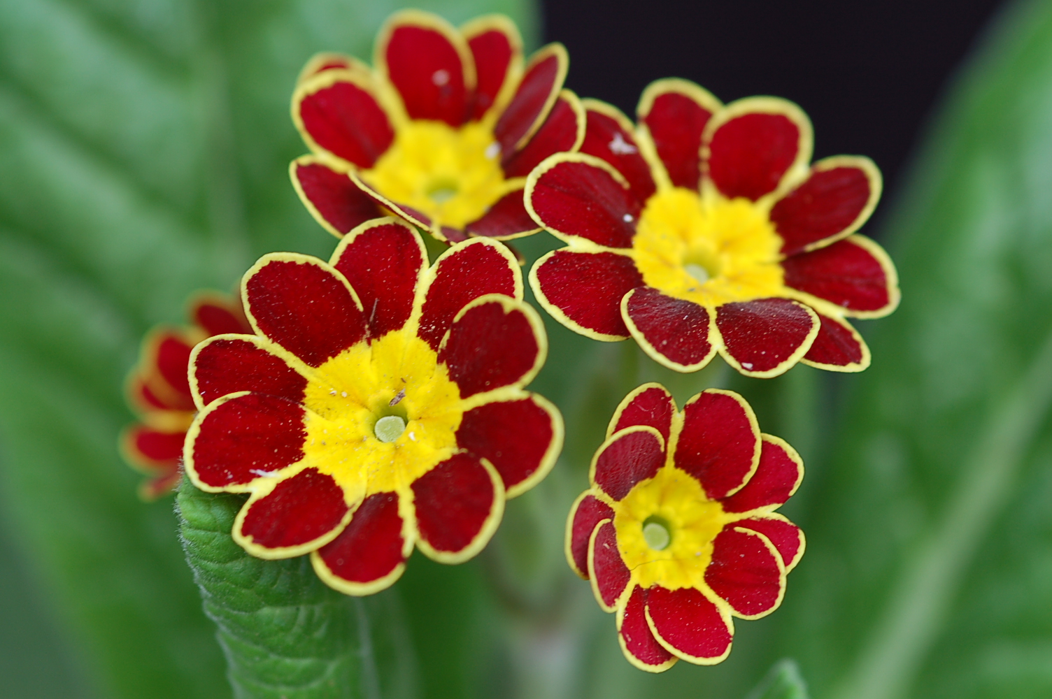 p_GildedGinger image 4