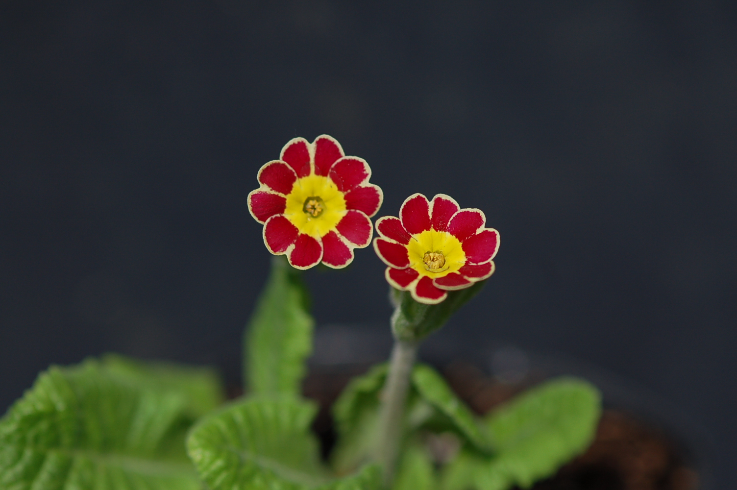 p_GildedGinger image 5