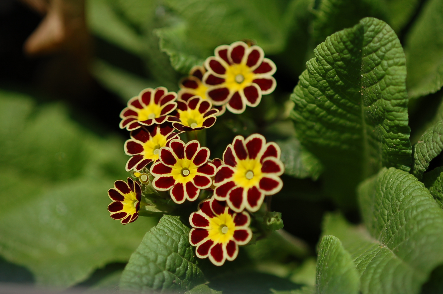 p_GildedGinger image 6