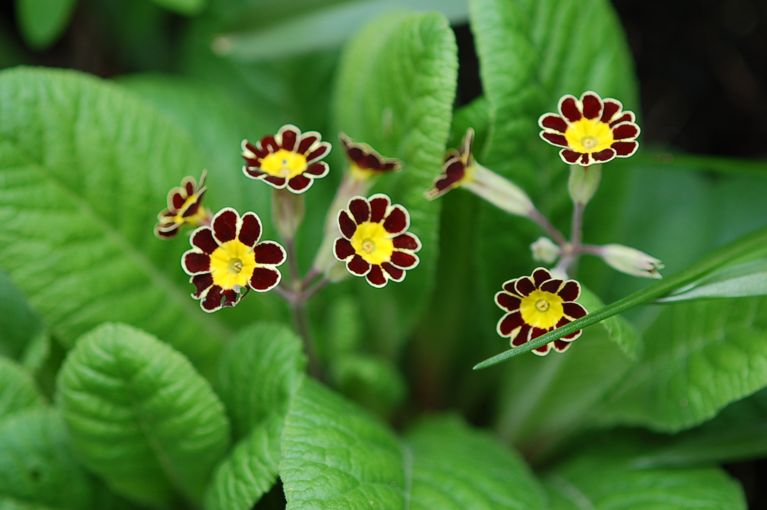 p_GildedGinger image 7