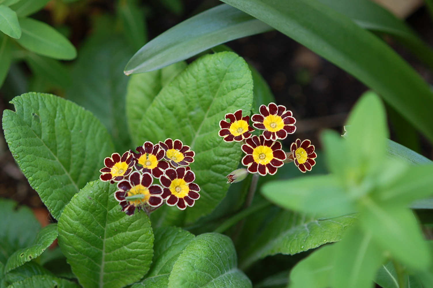 p_GildedGinger image 8