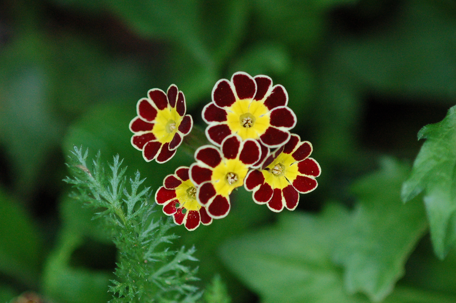 p_GildedGinger image 9