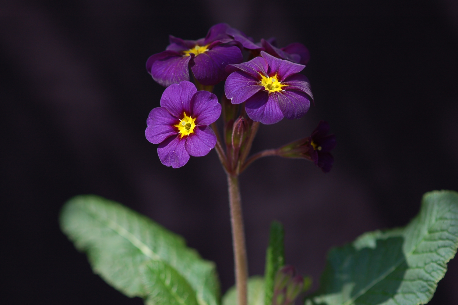 primula x polyantha 'Midnight' image