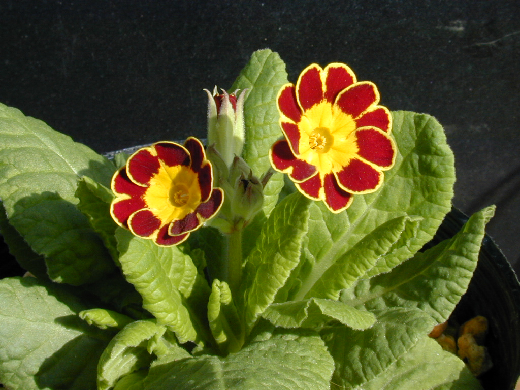 p_Victorian Gold Lace image 5