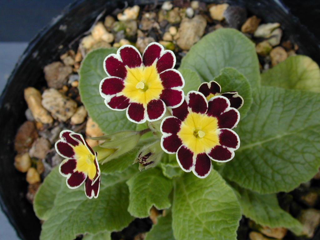 p_Victorian Gold Lace image 6