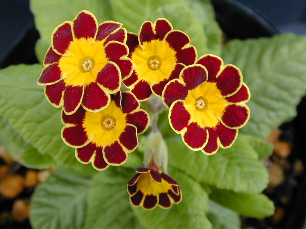 p_Victorian Gold Lace image 7