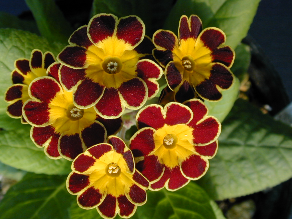 p_Victorian Gold Lace image 10