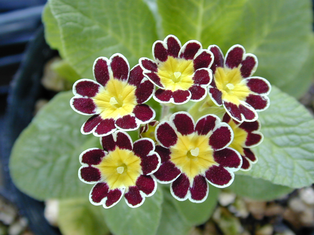 p_Victorian Gold Lace image 12