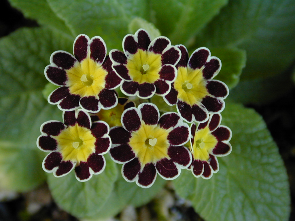 p_Victorian Gold Lace image 15