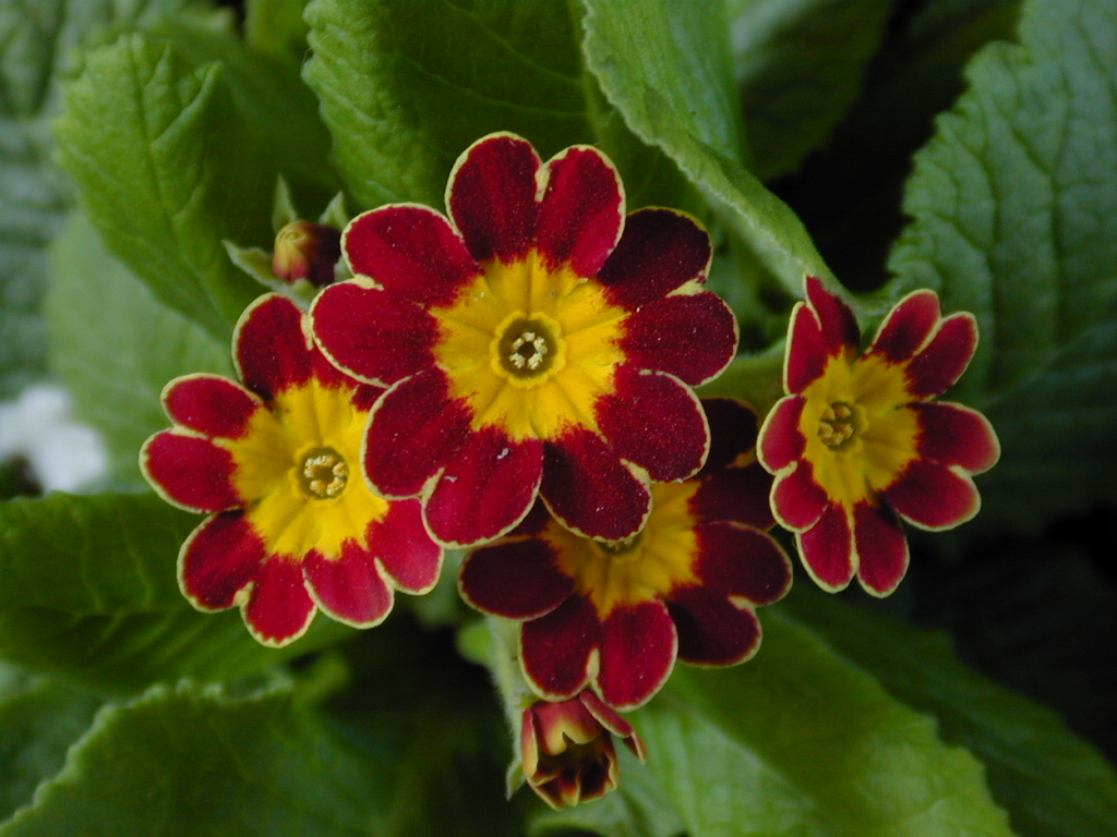 p_Victorian Gold Lace image 16