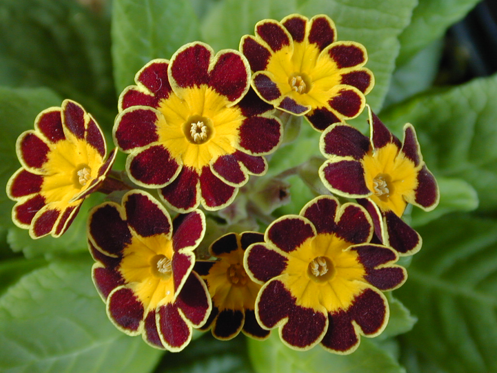 p_Victorian Gold Lace image 17