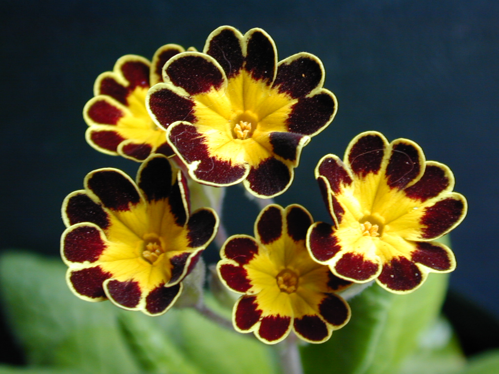 p_Victorian Gold Lace image 18