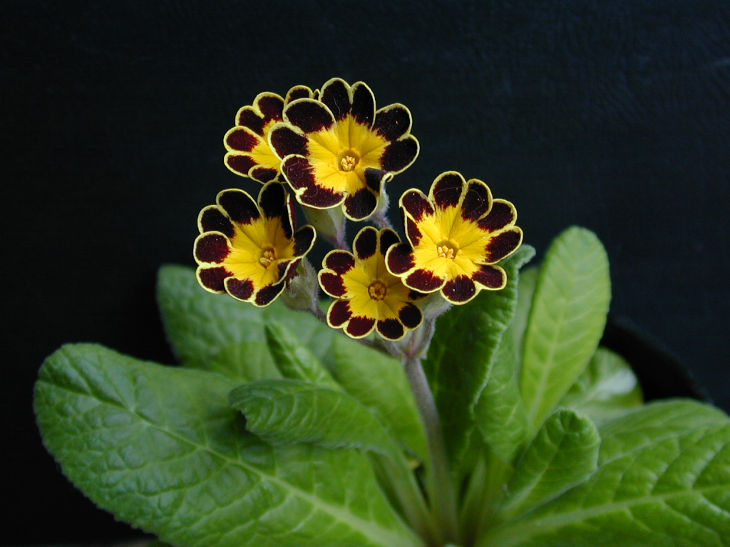 p_Victorian Gold Lace image 19