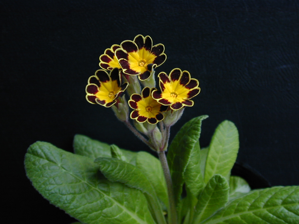 primula x polyantha Victorian Gold Lace image