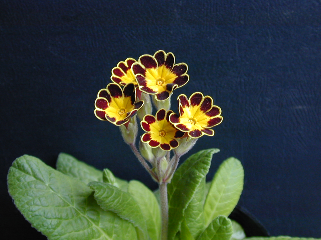 p_Victorian Gold Lace image 21