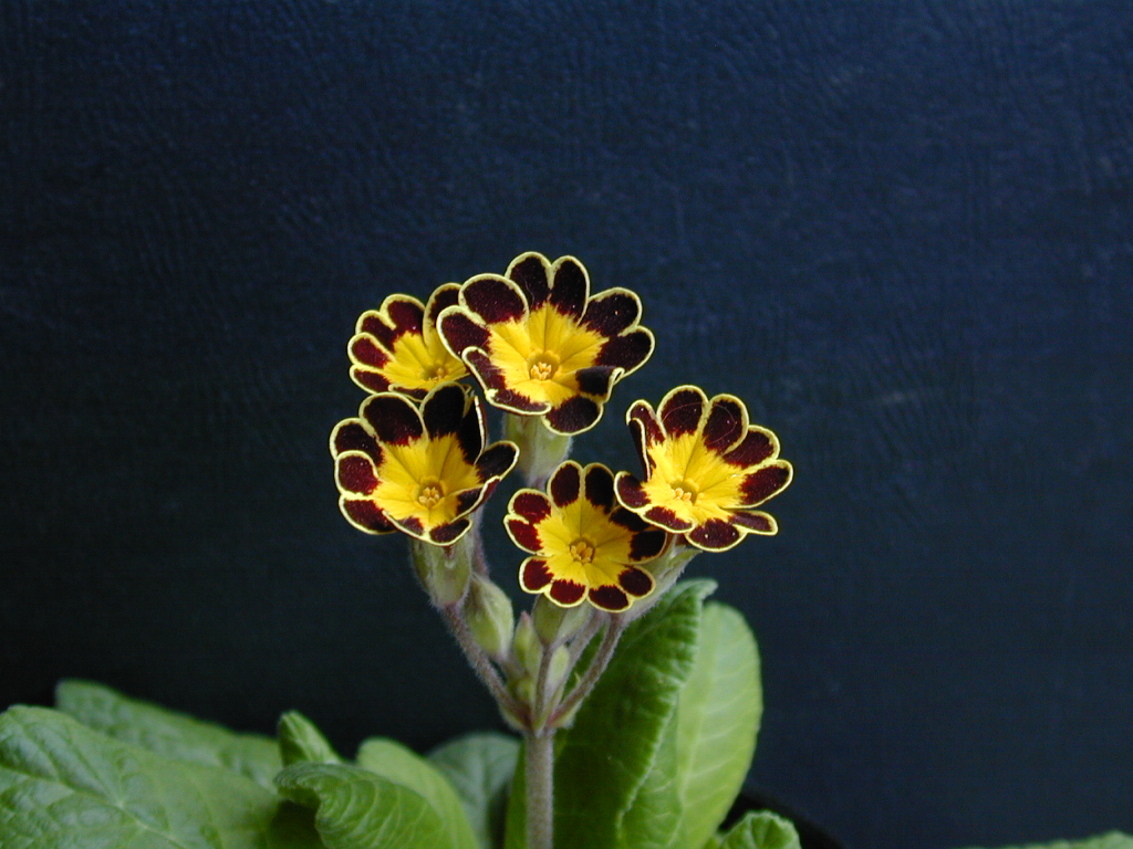 p_Victorian Gold Lace image 22