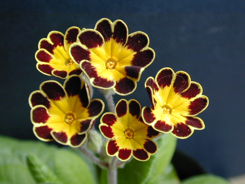 p_Victorian Gold Lace image 23