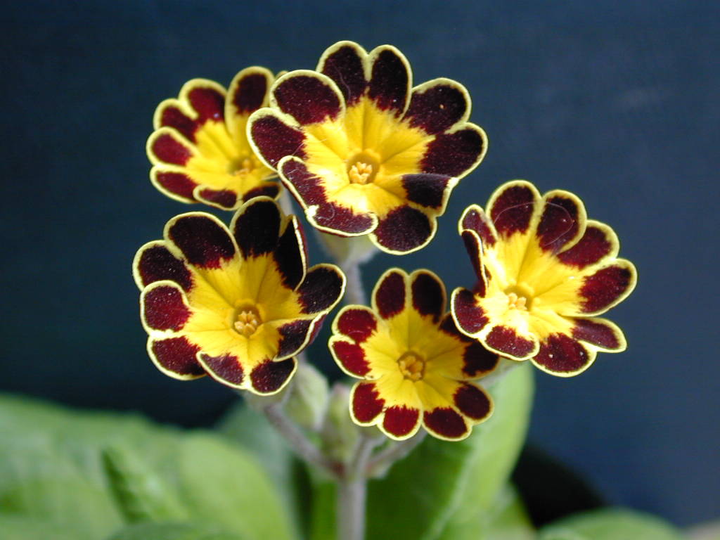 p_Victorian Gold Lace image 24