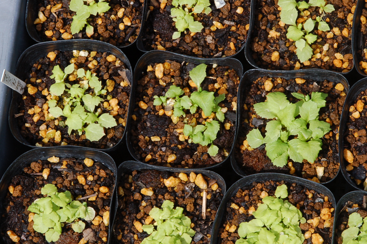 p_burmanica image 13