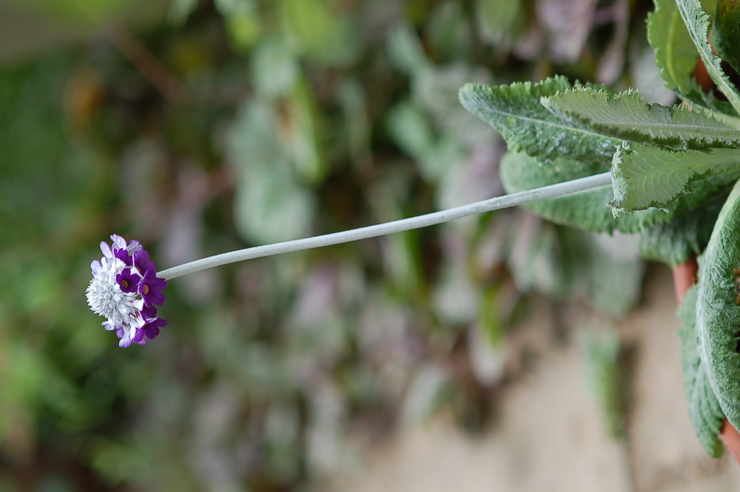 p_capitata_subsp_mooreana image 23