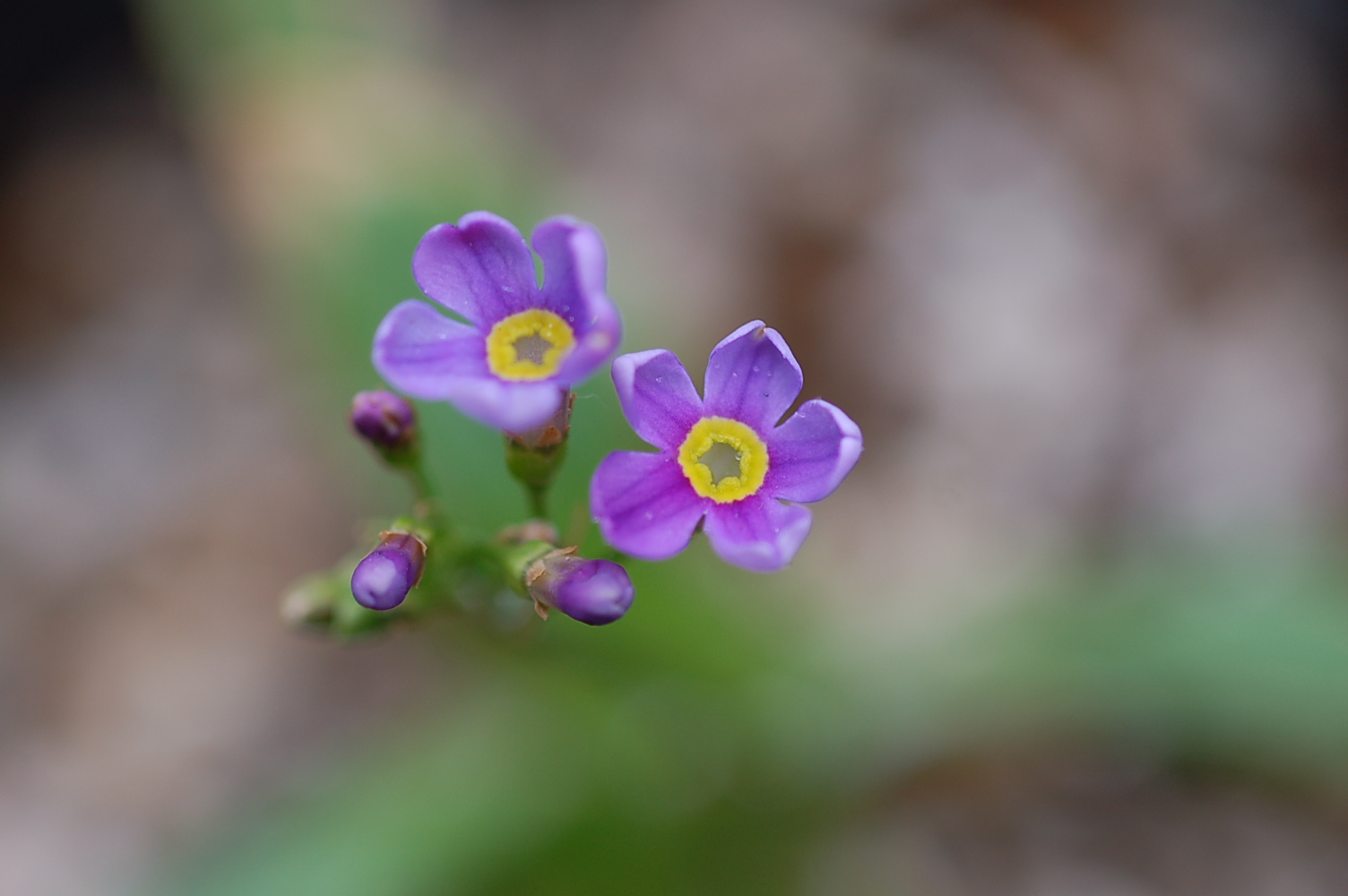 primula poissonii image
