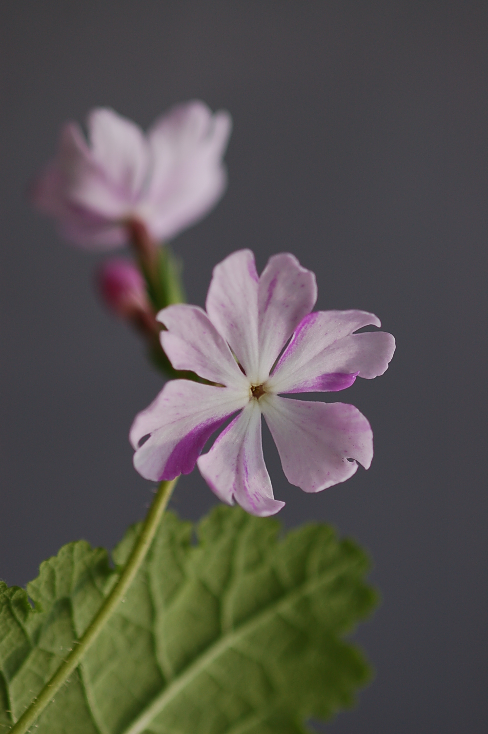 p_s_7-Kenjin image 1