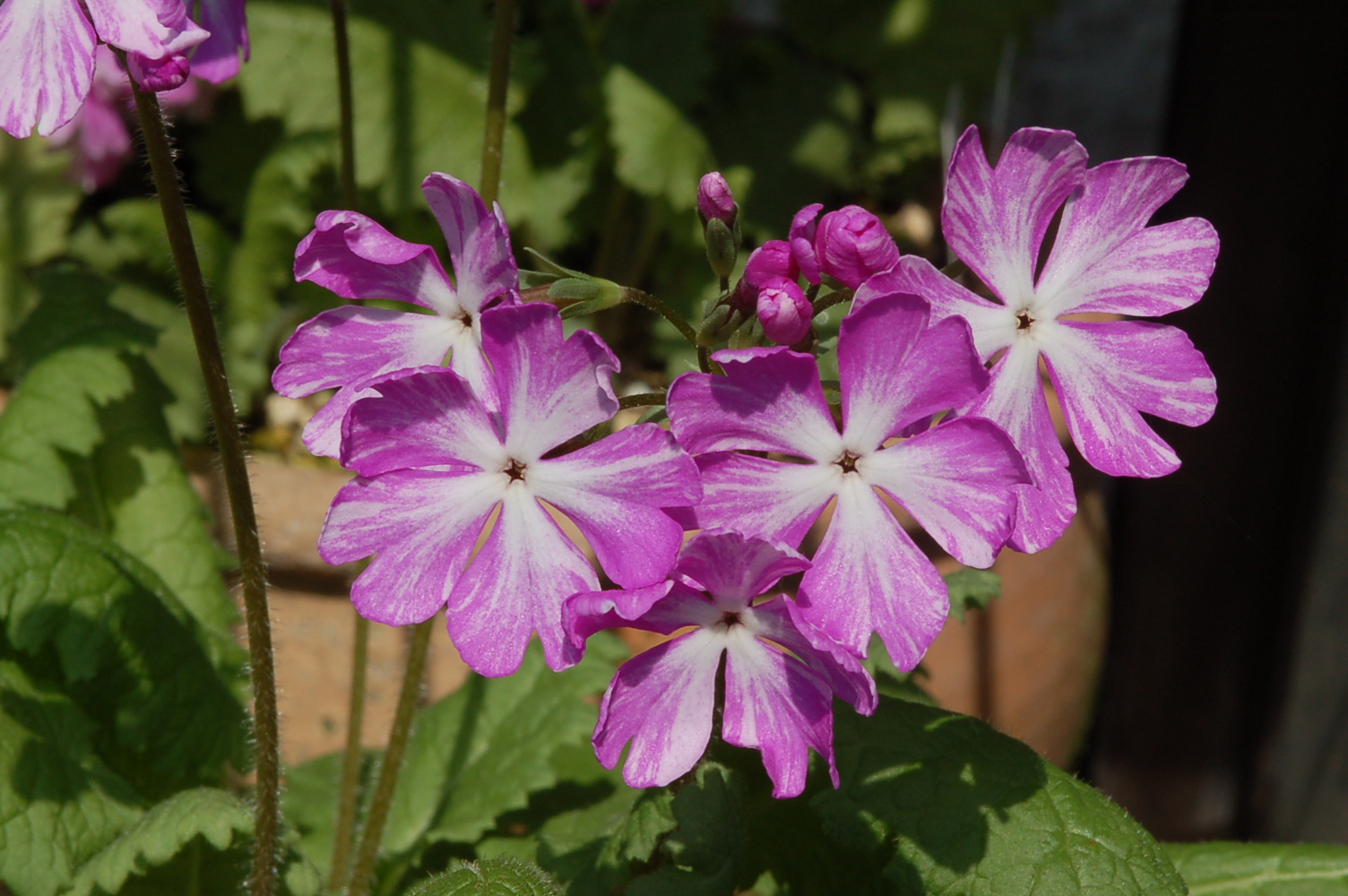 p_s_7-Kenjin image 3