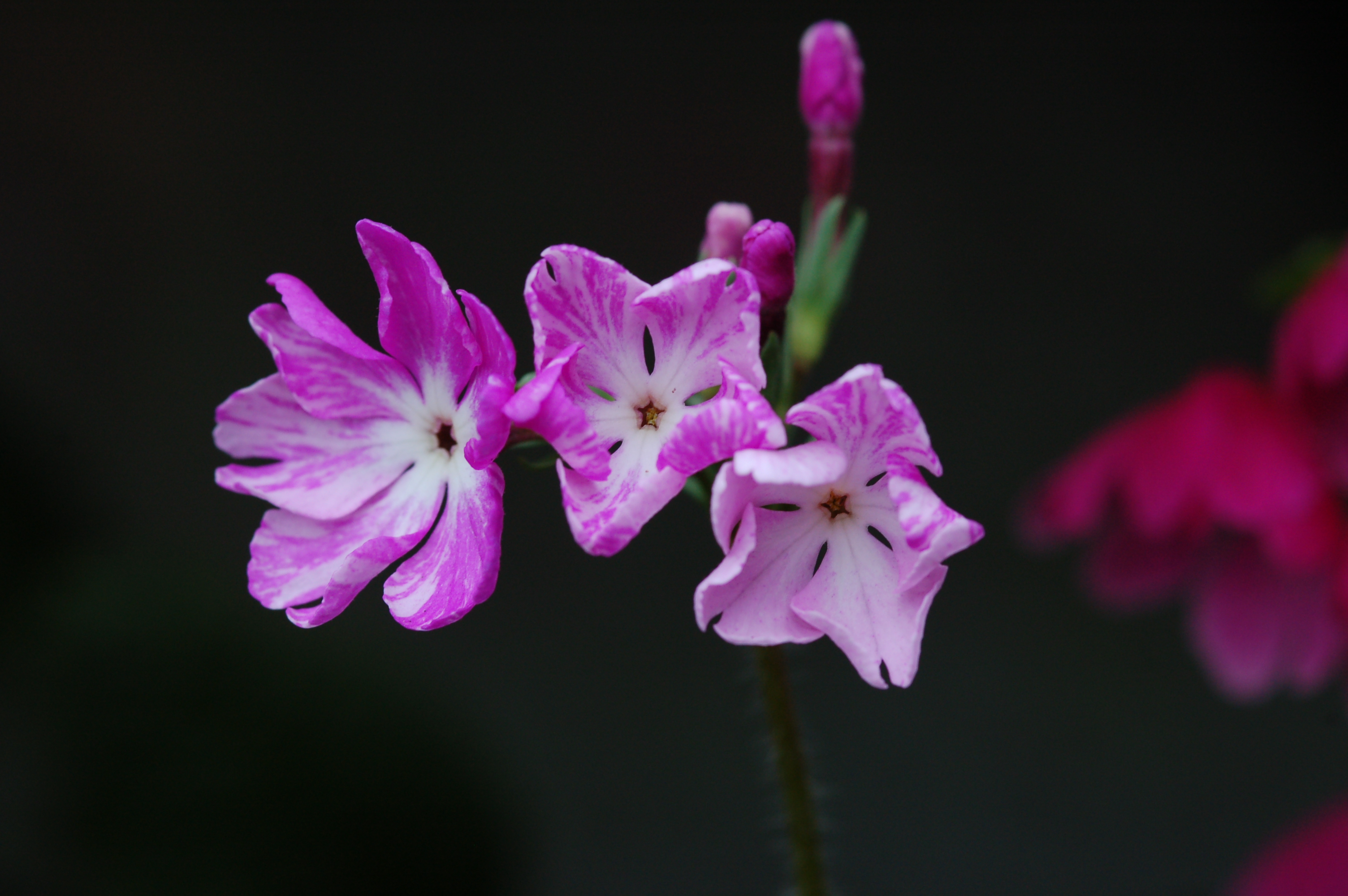 p_s_7-Kenjin image 5