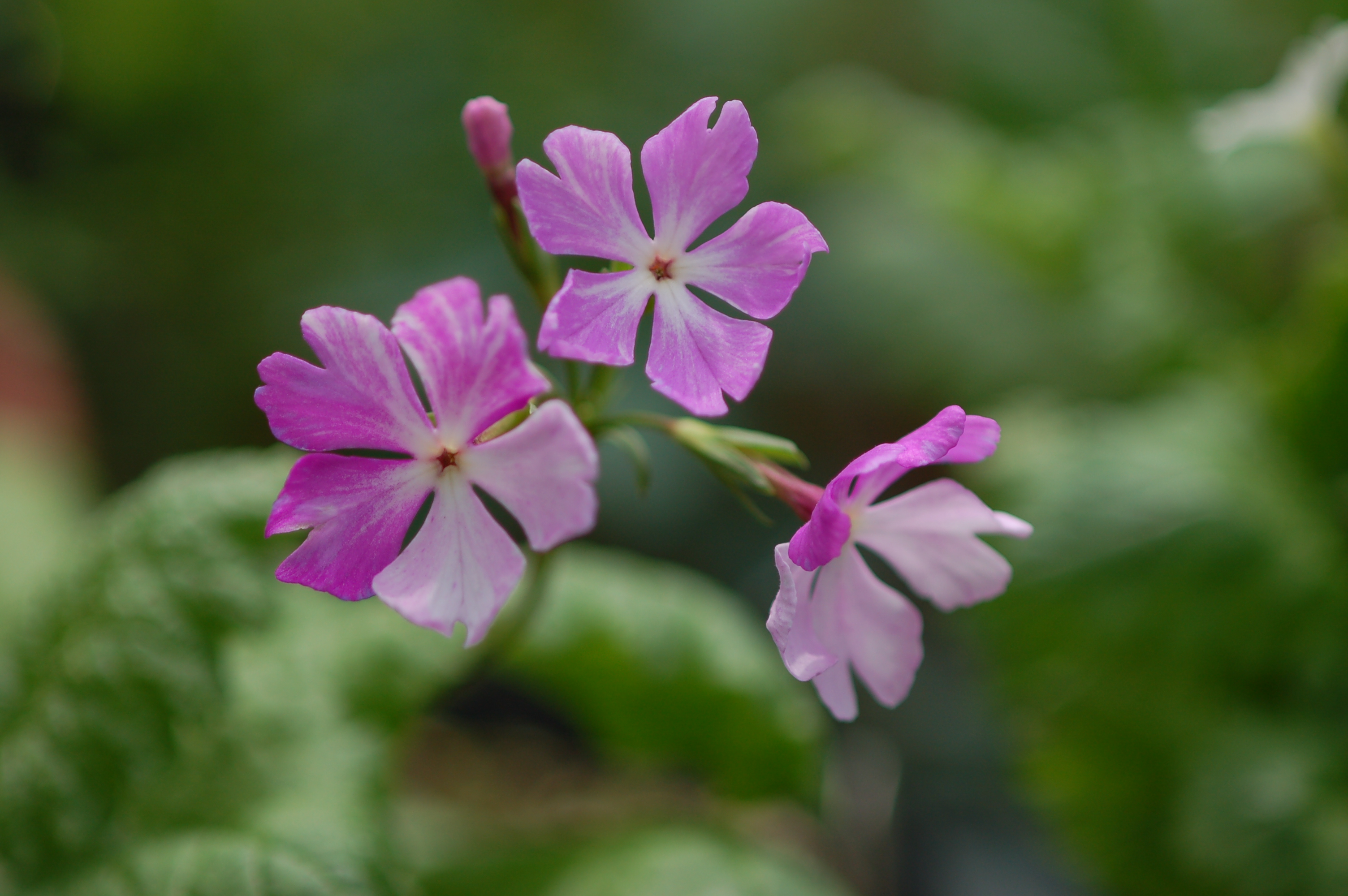 p_s_7-Kenjin image 6