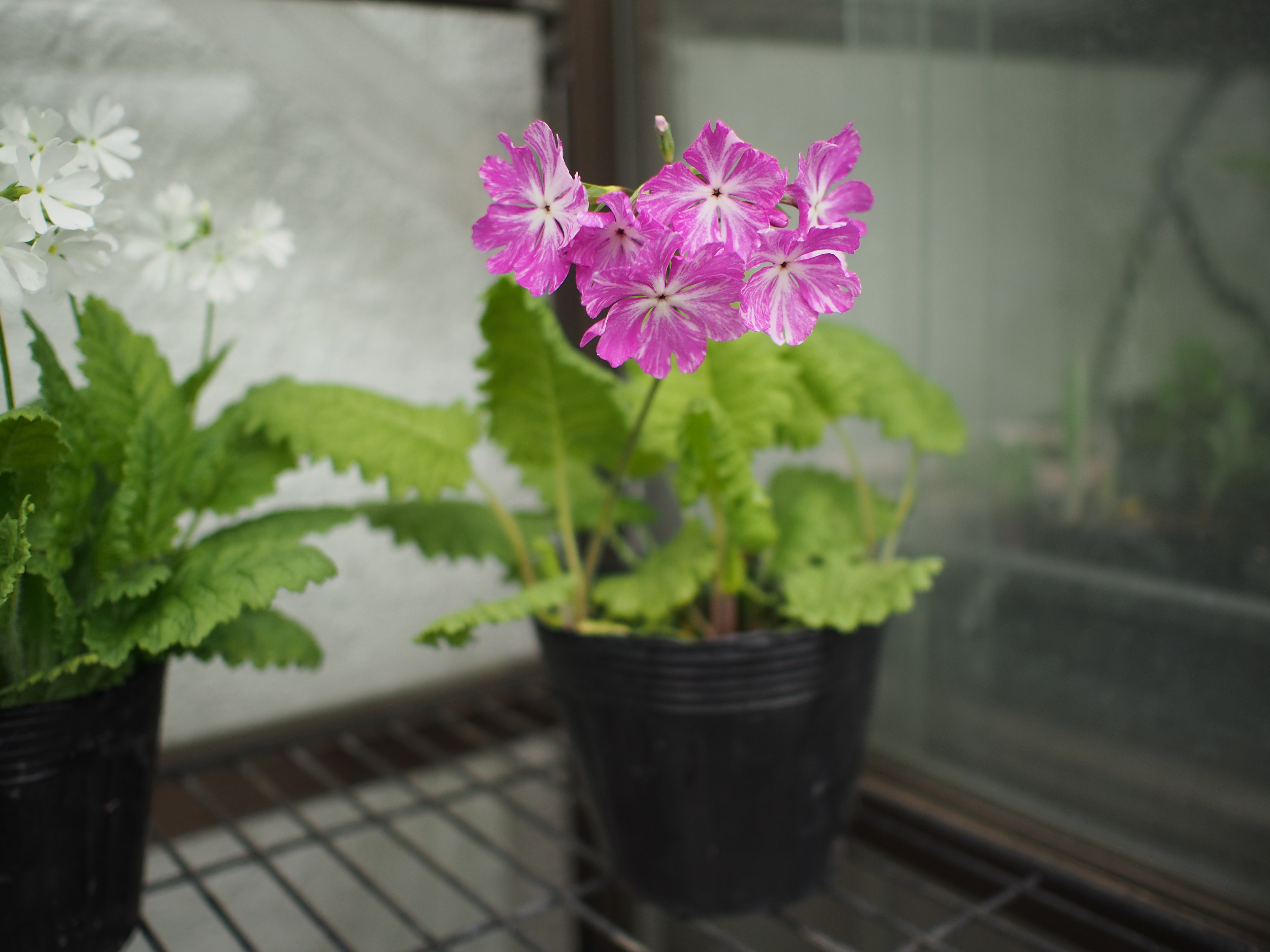 p_s_7-Kenjin image 8