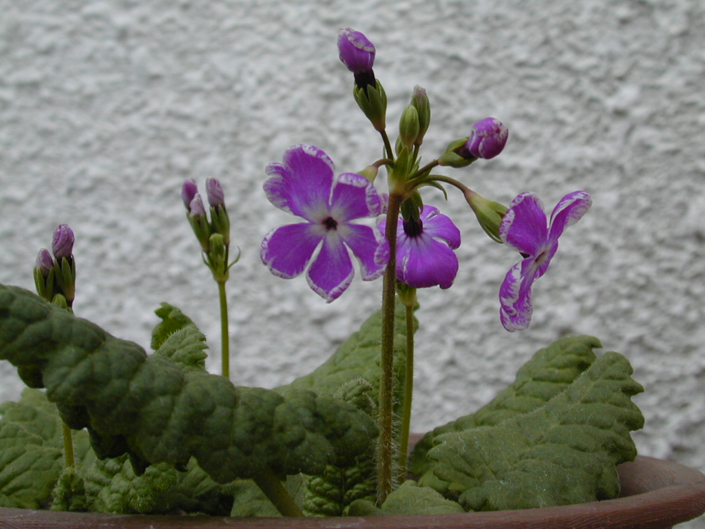 p_s_Dohjibai image 1