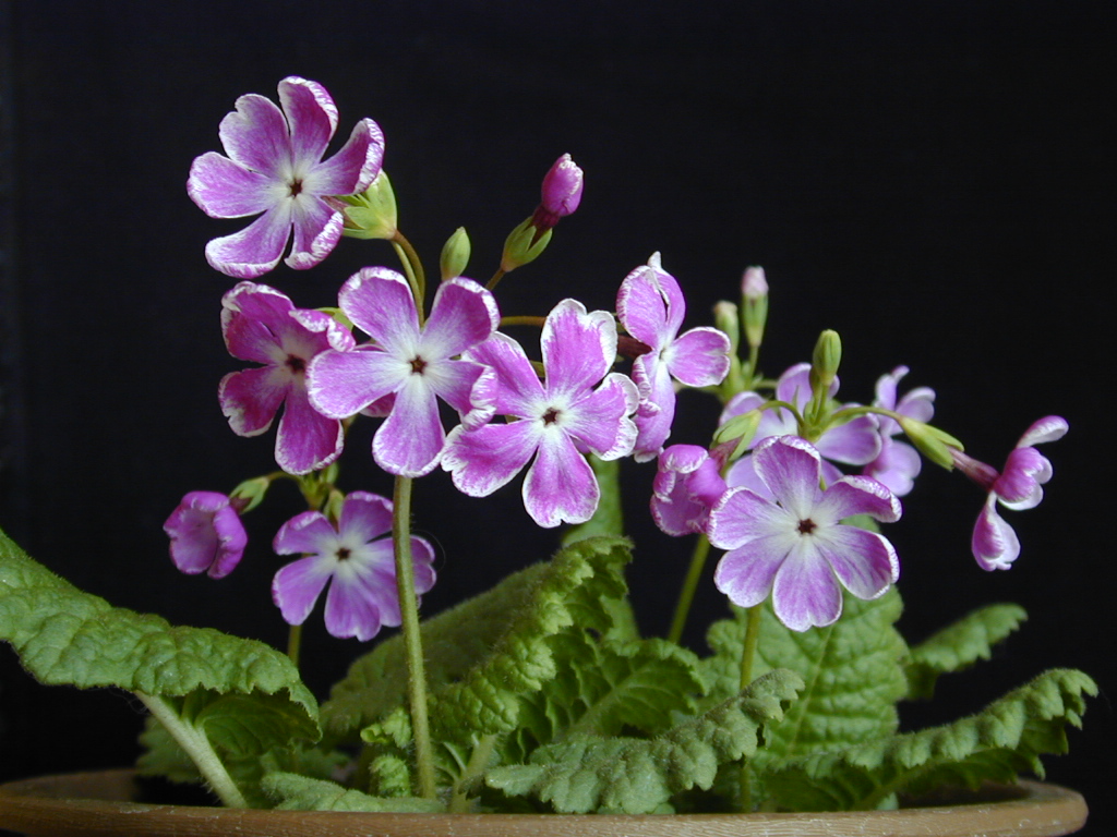 Primula sieboldii 'Dohjibai' image