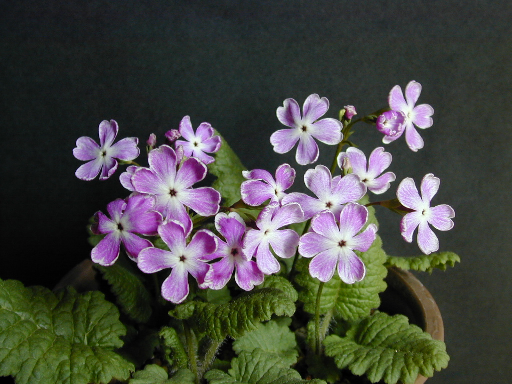 p_s_Dohjibai image 3