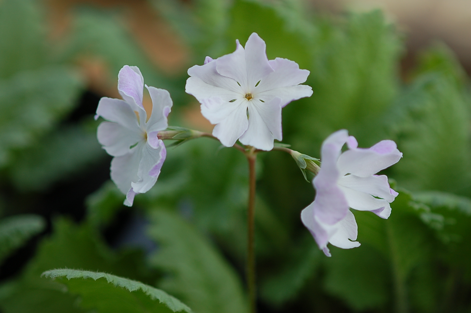 p_s_FujiMusume image 1