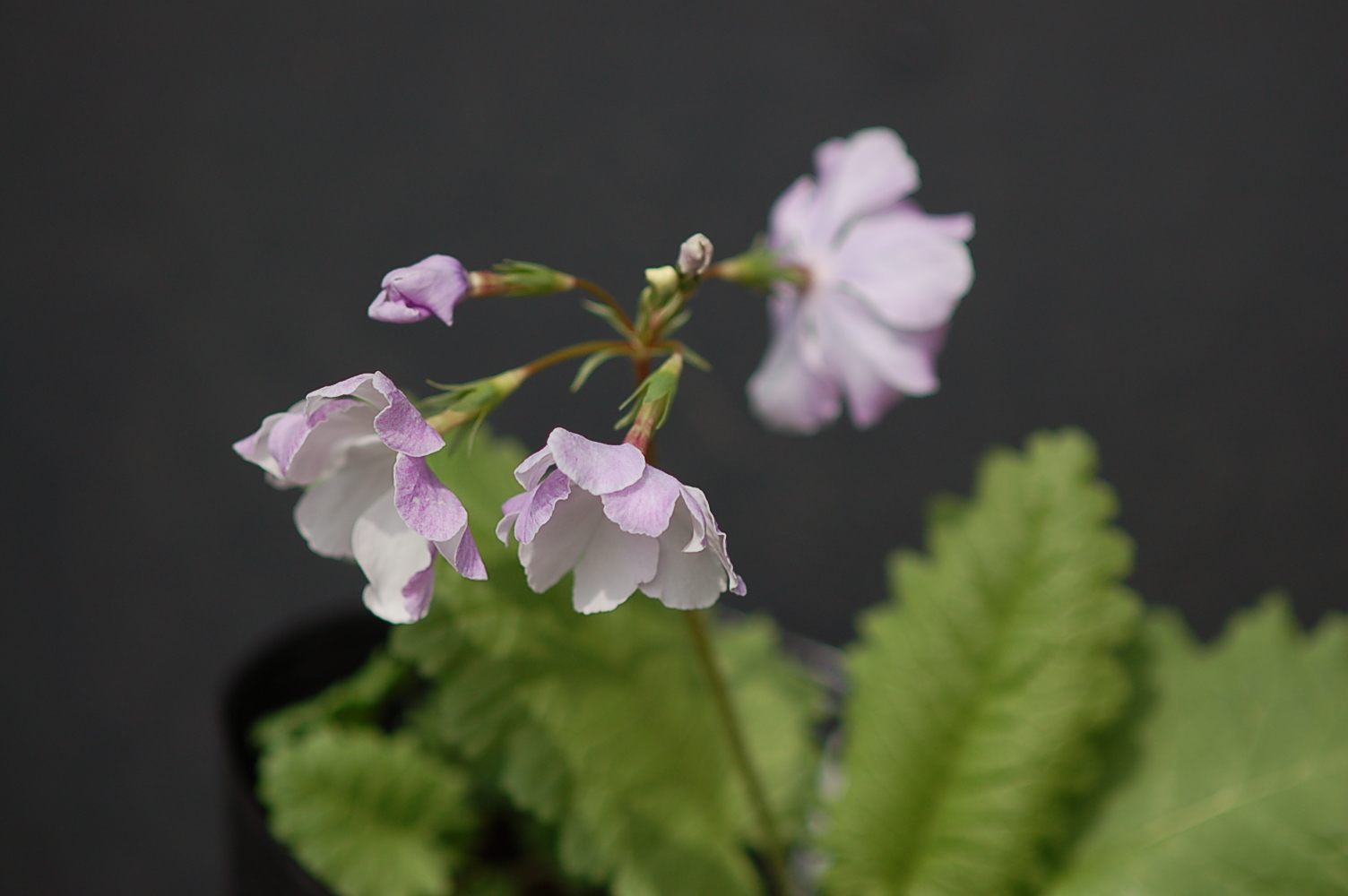 p_s_FujiMusume image 2