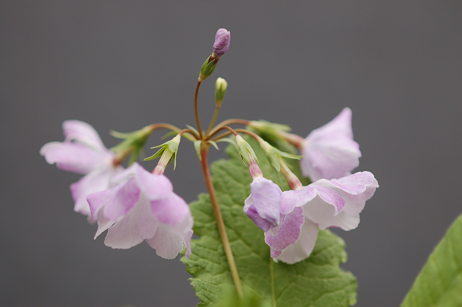 p_s_FujiMusume image 3