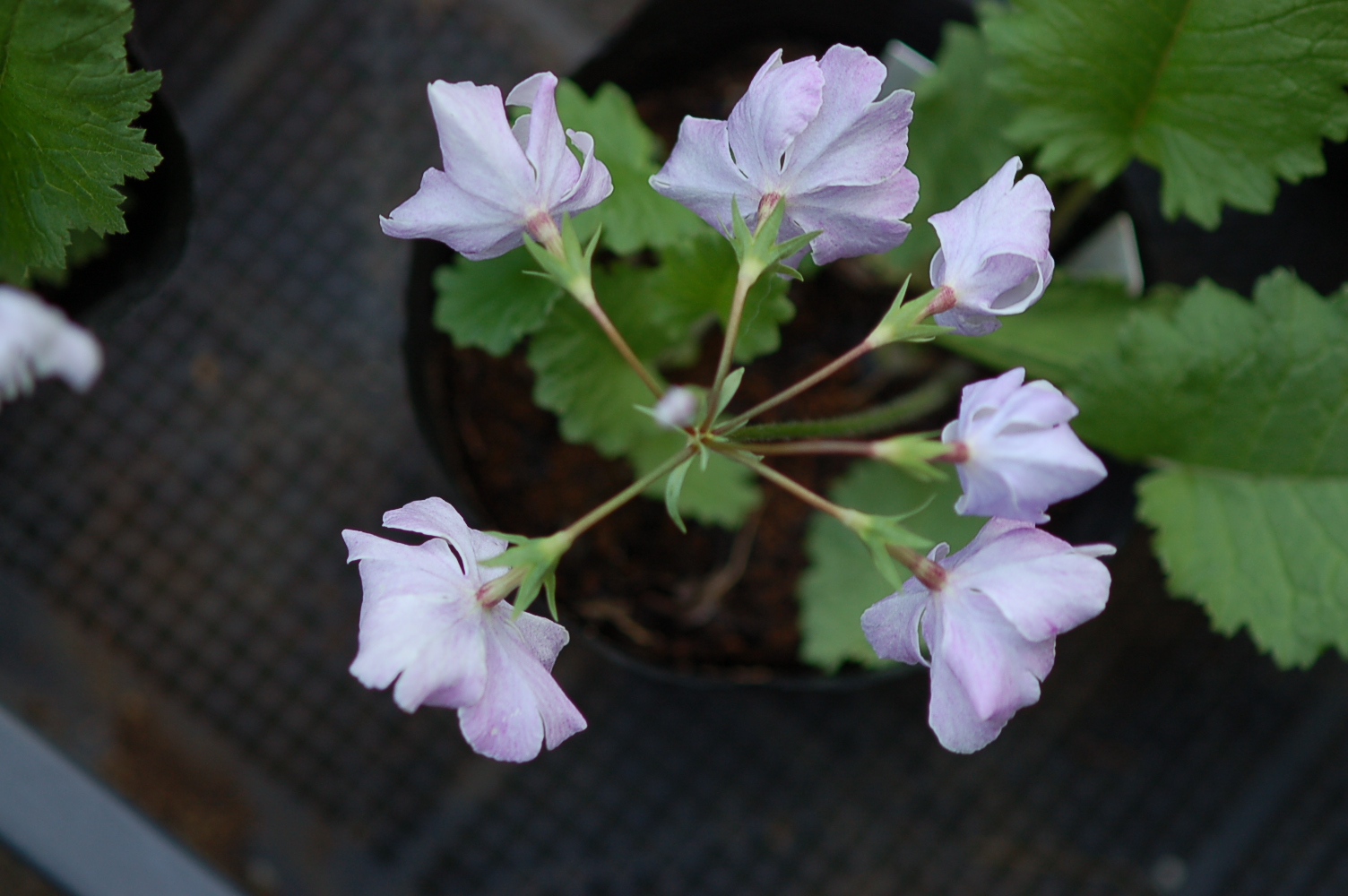 p_s_FujiMusume image 5